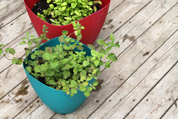 Growing spearmint and oregano