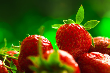 fresh strawberries closeup on the blurry background