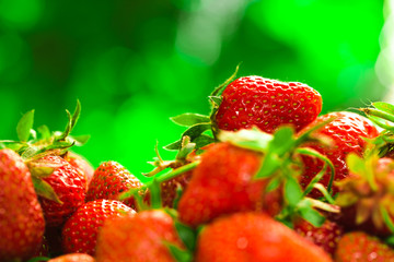 fresh strawberries closeup on the blurry background