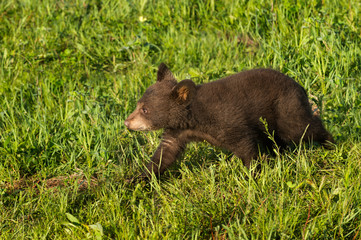 Black Bear Cub (Ursus americanus) Walks Left