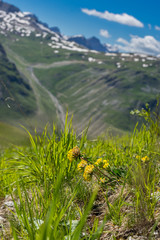 prairie de montagne en été