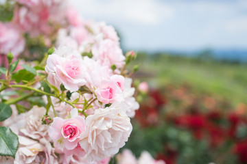 Pink roses