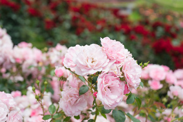 Pink roses