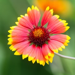 Kokardenblumen / Blanket flowers