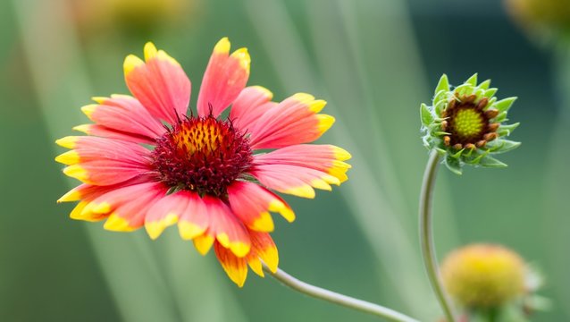 Kokardenblumen / Blanket flowers