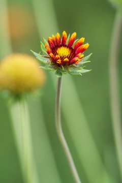 Kokardenblumen / Blanket flowers