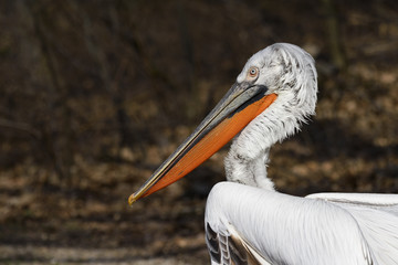 A Dalmatian pelican in La Torbiera park, Italy