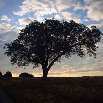 walnusbaum