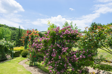 Niji no Sato / Royal Rose Garden