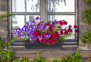 brick wall with windows and flower boxes with flowering plants