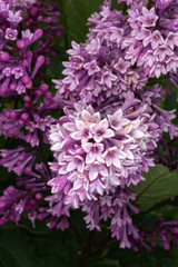 Obraz premium Blooming Purple Lilac