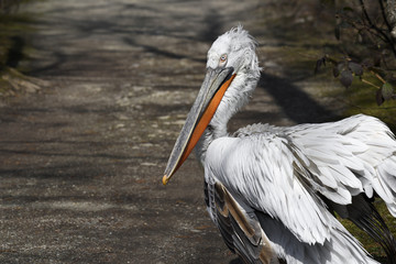 A Dalmatian pelican turned