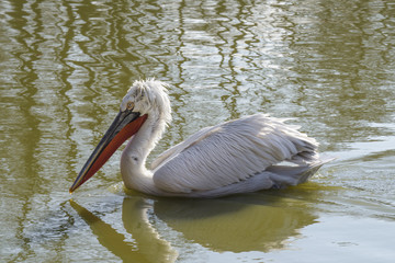 Dalmatian pelican swimming