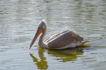 Dalmatian pelican swimming on lake