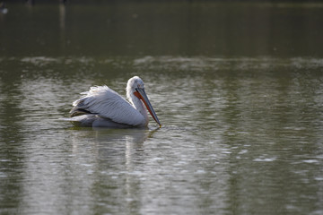 A Dalmatian pelican in the water of La Torbiera park