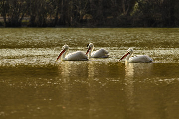 Three Dalmatian pelicans in La Torbiera lake