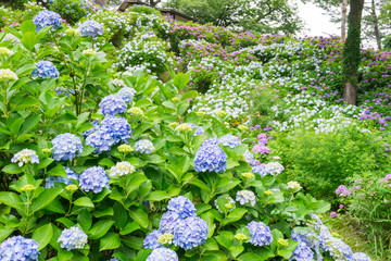 Hydrangea of Odawara Castle Park