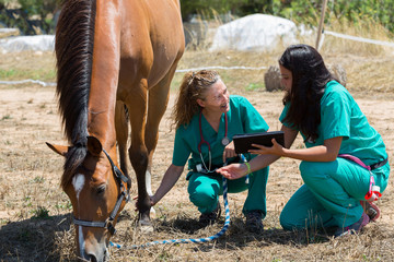 Veterinary horses on the farm - 116730162