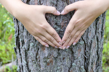 Female hands making an heart shape on a trunk of a tree