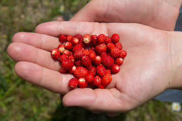 Урожай земляники лесной на ладони