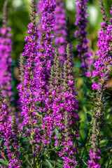 Obraz premium Gewöhnlicher Blutweiderich (Lythrum salicaria)