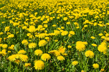 Obraz premium field of many flowering yellow dandelions