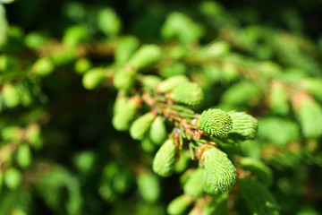 fresh spruce shoots on the branches of the tree
