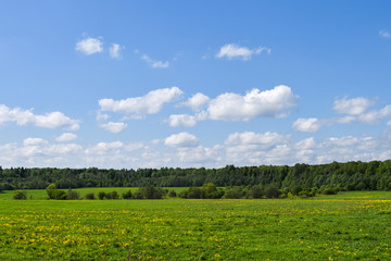 Fototapeta na wymiar spring landscape. forest and field with yellow flowers. blue sky with clouds. forest is visible in the distance