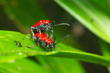 Red bugs (Coleoptera) coupling on a leaf
