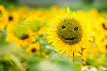 Obraz premium Smiling sunflower in summer
