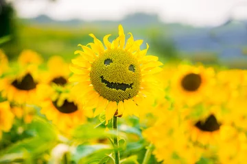 Foto auf Alu-Dibond Lächelnde Sonnenblume im Sommer © sushytska