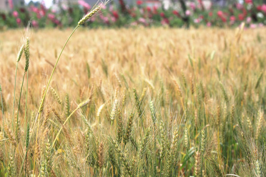 Golden wheat field and sunny day in spring