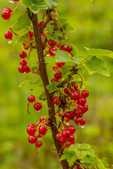 Cluster Of Currants