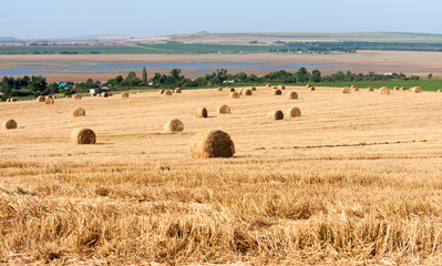 Fototapeta premium Summer Field with Hay Bales as background