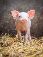 Schweinehaltung, Porträt von einem niedlichen Ferkel