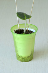 African violet seedling