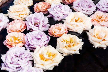 Selection of soft pastel colored roses floating in pond closeup