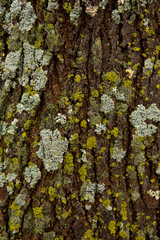 Moss on the tree bark