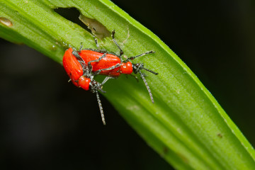 Red bugs (Coleoptera) coupling on a leaf
