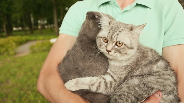 Man holding hands on the Scottish Fold cat and gray British cat