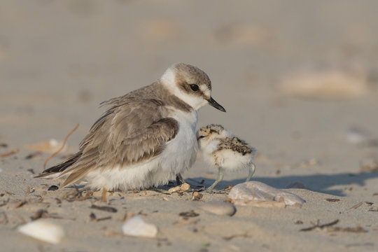 Reach out to mom, kentish plover
