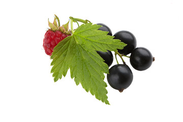 Black currant with raspberry