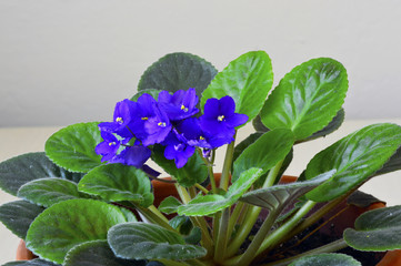 African violet in a pot