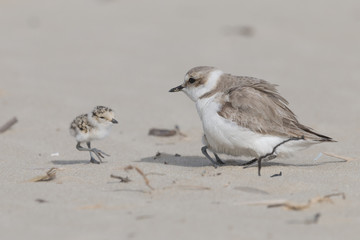 Reach out to mom, kentish plover