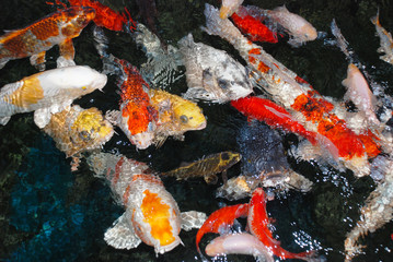 Obraz na płótnie Canvas colorfull fish in the water