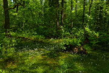 Glade in the green forest with small white flowers