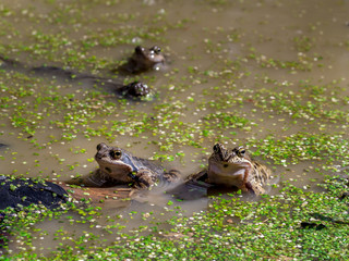 Common brown frogs mating