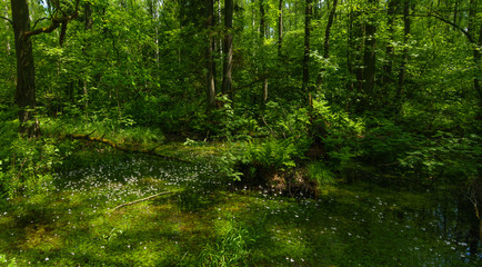 Fototapeta na wymiar Glade in the green forest with small white flowers