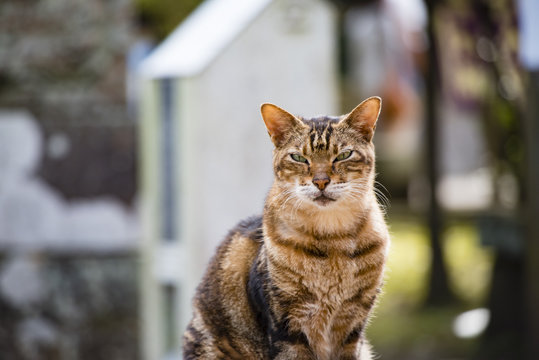 野良猫　茶トラ