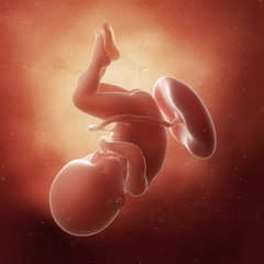 3d rendered medically accurate illustration of a fetus in week 36